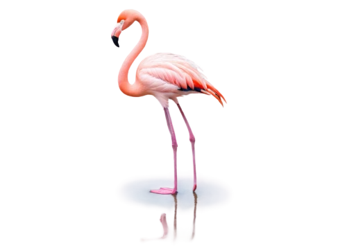 greater flamingo,pink flamingo,flamingo,flamingo couple,two flamingo,flamingo with shadow,flamingo pattern,cuba flamingos,flamingos,lawn flamingo,flamingoes,pink flamingos,bird png,crane-like bird,grey neck king crane,pink quill,bird illustration,platycercus,anthropomorphized animals,pink vector,Conceptual Art,Oil color,Oil Color 06