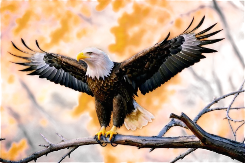 american bald eagle,bald eagle,african eagle,of prey eagle,fish eagle,bald eagles,african fishing eagle,eagle,white-tailed eagle,african fish eagle,white tailed eagle,sea eagle,steller's sea eagle,eagle drawing,mongolian eagle,eagles,steppe eagle,eagle eastern,savannah eagle,bird photography,Conceptual Art,Oil color,Oil Color 10