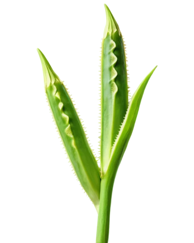 celery stalk,aloe vera,aloe,patrol,citronella,aaa,scallion,cleanup,grass lily,plant stem,spikelets,celery plant,young frond,leaf fern,maguey worm,okra,green asparagus,fouquieria,spring onion,frond,Illustration,Realistic Fantasy,Realistic Fantasy 20