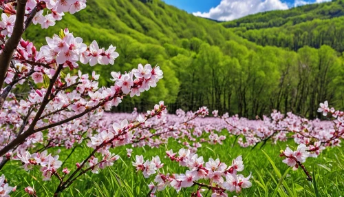 the valley of flowers,alpine flowers,spring nature,aspen,spring background,lilies of the valley,spring blossom,spring blossoms,mountain meadow,sakura flowers,tulpenbaum,flowering meadow,wild tulips,columbine,spring meadow,spring flowers,springtime background,pink flowers,pollino,tulpenbüten