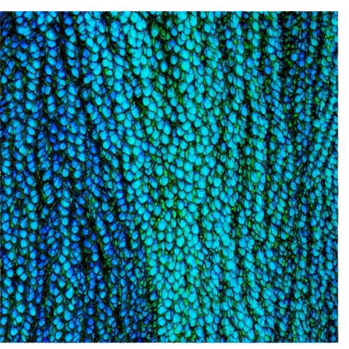 mermaid scales background,gradient blue green paper,turquoise wool,chameleon abstract,green mermaid scale,teal stitches,majorelle blue,mermaid scales,stony coral,fish scales,tropical leaf,teal digital background,textile,mermaid scale,blue leaf frame,tropical leaf pattern,fabric texture,coral-spot,brain coral,feather coral,Illustration,American Style,American Style 01