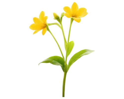 flowers png,tulipa sylvestris,upright yellow sorrel,daffodil,daffodils,the trumpet daffodil,jonquil,minimalist flowers,tulipa,lotus png,flower background,turkestan tulip,flower broom,jonquils,jasminum,cowslip,defense,tulpenbaum,freesia,novruz,Conceptual Art,Fantasy,Fantasy 10