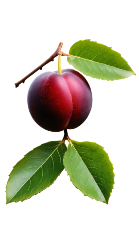 european plum,syzygium,jamun,bladder cherry,davidson's plum,blood plum,jewish cherries,indian jujube,syzygium malaccense,syzygium aromaticum,damson,purple chestnut,syzygium jambos,tamarillo,grape seed extract,plum,red plum,plums,castanea,great cherry,Illustration,Realistic Fantasy,Realistic Fantasy 09