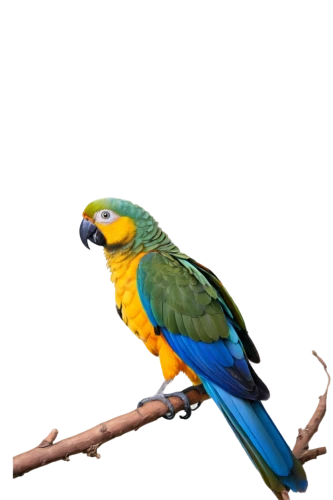 blue and gold macaw,blue and yellow macaw,blue macaw,macaw hyacinth,macaws blue gold,yellow macaw,macaw,green rosella,caique,guacamaya,rosella,perico,beautiful macaw,kakariki parakeet,macaws of south america,south american parakeet,hyacinth macaw,blue parakeet,gouldian,eastern rosella,Conceptual Art,Daily,Daily 02