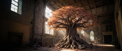 the roots of trees,abandoned places,tree of life,abandoned place,lost place,magic tree,isolated tree,abandoned,bodhi tree,sacred fig,lost places,decay,tree and roots,uprooted,old tree,creepy tree,flourishing tree,forest chapel,luxury decay,photomanipulation