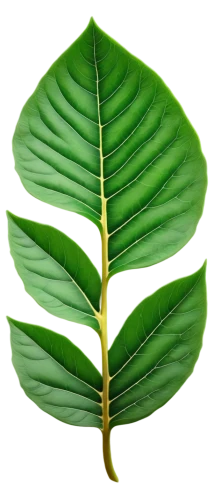 tropical leaf,coconut leaf,mape leaf,banana leaf,tropical leaf pattern,custody leaf,walnut leaf,magnolia leaf,oleaceae,jungle leaf,fan leaf,foliage leaf,palm leaf,fig leaf,tree leaf,laulau,leaf structure,mammoth leaf,bo leaf,banana leaf rice,Illustration,Realistic Fantasy,Realistic Fantasy 17