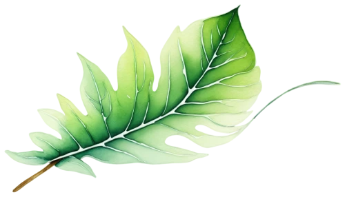 tropical leaf,palm leaf,leaf background,jungle leaf,leaf drawing,coconut leaf,leaf branch,mape leaf,spring leaf background,leaf fern,fern leaf,fan leaf,custody leaf,tropical leaf pattern,tree leaf,green leaf,leaf,walnut leaf,magnolia leaf,foliage leaf,Illustration,Realistic Fantasy,Realistic Fantasy 23