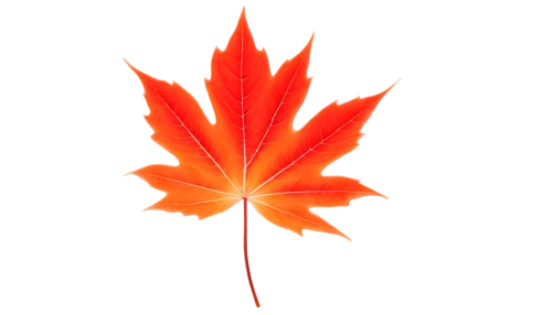 maple leaf red,red maple leaf,maple leaf,yellow maple leaf,maple leave,leaf background,maple leaves,maple foliage,red leaf,canadian flag,fall leaf,autumn leaf,autumn leaf paper,leaf maple,maple shadow,red maple,maple,maple bush,spring leaf background,thunberg's fan maple,Illustration,Black and White,Black and White 17