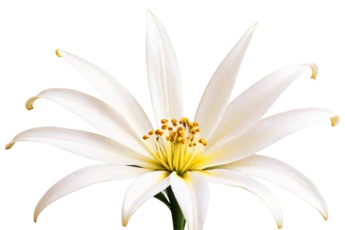 white lily,white dahlia,the white chrysanthemum,white chrysanthemum,lilium candidum,flowers png,lily flower,white passion flower,sego lily,star magnolia,white trumpet lily,magnolia star,guernsey lily,white plumeria,flannel flower,natal lily,easter lilies,celestial chrysanthemum,hymenocallis,dahlia white-green,Illustration,Realistic Fantasy,Realistic Fantasy 09