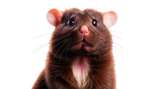lab mouse icon,rat,rodentia icons,mouse,color rat,rodent,grasshopper mouse,rat na,rodents,mouse bacon,sciurus,gerbil,rataplan,ratite,ratatouille,jerboa,musical rodent,anthriscus,mice,field mouse,Art,Artistic Painting,Artistic Painting 29