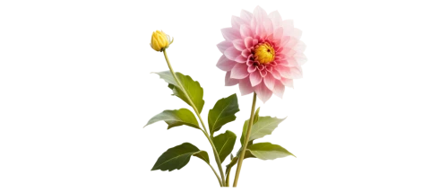 flowers png,flower illustration,flower illustrative,dahlia pink,trifolium medium,red clover flower,strawflower,vancouver dahlia,rose flower illustration,gerbera,pink chrysanthemum,trifolium,gerbera flower,illustration of the flowers,chrysanthemum cherry,gaillardia,flower drawing,garden dahlia,flower of dahlia,dahlia flower,Unique,Design,Character Design