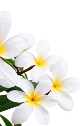 white plumeria,flowers png,frangipani,plumeria,white jasmine,jasminum,flower jasmine,white floral background,sand jasmine,jasminum sambac,white flower cherry,white magnolia,easter lilies,flower background,peruvian lily,crape jasmine,crepe jasmine,carolina jasmine,white petals,cape jasmine,Illustration,Paper based,Paper Based 28