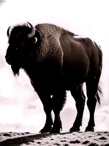 bison,cape buffalo,buffalo,african buffalo,buffalo herder,muskox,buffaloes,buffalo herd,buffalos,wildebeest,water buffalo,antelope island,bighorn ram,gnu,mountain cow,warthog,chevrolet bison,alpine cow,tribal bull,elk bull,Illustration,Black and White,Black and White 33