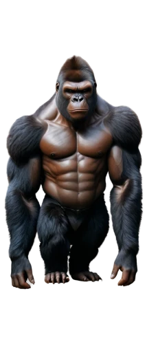ape,kong,gorilla,silverback,strongman,muscle man,ogre,bongo,cougnou,unit,png image,body building,gurnigel,bodybuilder,chimp,king kong,orang utan,uganda,skogar,bodybuilding,Conceptual Art,Fantasy,Fantasy 12