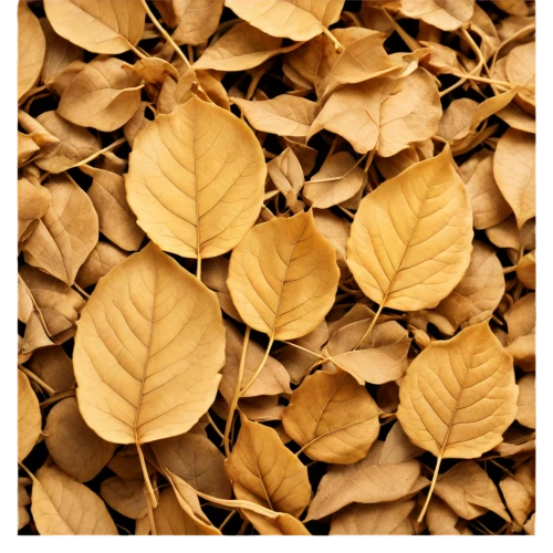 beech leaves,dried leaves,dry leaves,gold leaves,the leaves of chestnut,leaf background,autumn leaf paper,gum leaves,beech leaf,beech hedge,acorn leaves,leaves frame,spring leaf background,autumnal leaves,chestnut leaves,oak leaves,leaves in the autumn,golden leaf,european beech,tree leaves,Illustration,Realistic Fantasy,Realistic Fantasy 09