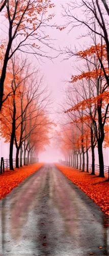 autumn background,autumn scenery,autumn fog,autumn landscape,maple road,autumn forest,autumn trees,fall landscape,autumn walk,tree lined lane,the autumn,late autumn,fallen leaves,autumn,autumn day,just autumn,autumn leaves,autumn theme,autumn morning,autumn season,Conceptual Art,Fantasy,Fantasy 33