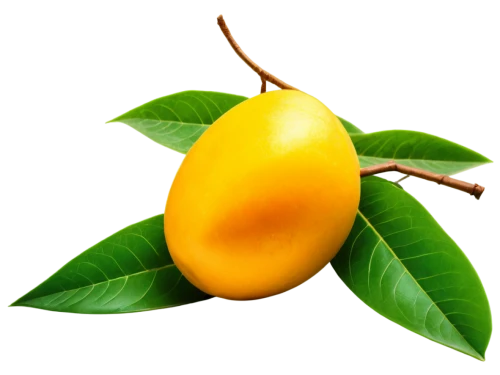 mango,lemon background,valencia orange,limonana,carambola,yellow plum,meyer lemon,asian pear,yellow fruit,calamondin,wild yellow plum,lemon tree,lemon,ylang-ylang,lemon peel,poland lemon,star fruit,kumquat,citron,lemon wallpaper,Illustration,Realistic Fantasy,Realistic Fantasy 29