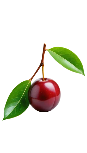 bladder cherry,great cherry,jewish cherries,cherry branch,hill cherry,wild cherry,cherry,oregon cherry,sour cherry,cherries,european plum,ornamental cherry,syzygium,laurel cherry,cherry plum,cherry japanese,fire cherry,lingonberry,cranberry,indian jujube,Art,Artistic Painting,Artistic Painting 45