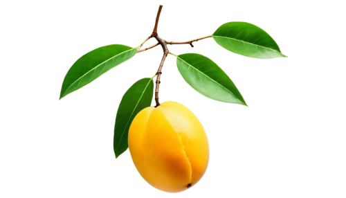 carambola,star fruit,ylang-ylang,mango,wild yellow plum,jojoba oil,limonana,calamondin,chile de árbol,yellow fruit,oleaceae,bay-leaf,yellow plum,lemon background,indian jujube,starfruit,diospyros,lemon tree,accessory fruit,yellow pepper,Photography,Artistic Photography,Artistic Photography 11