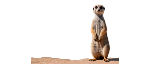 meerkat,suricata suricatta,long tailed weasel,mustelidae,meerkats,arizona black tailed prairie dog,weasel,red meerkat,prairie dog,cercopithecus neglectus,fossa,saluki,animal figure,mammal,bazlama,antelope squirrels,accipitriformes,ferret,mustelid,didgeridoo,Illustration,Black and White,Black and White 28