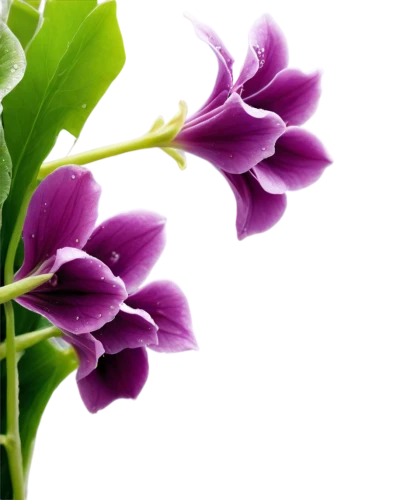 flowers png,oxalis,moth orchid,violet flowers,everlasting sweet pea,purple flowers,violets,mixed orchid,orchid flower,rocket flowers,oxalis iron cross,lilac orchid,flower background,flower purple,freesias,purple flower,rocket flower,orchid,oxalis deppei iron cross,orchids of the philippines,Conceptual Art,Daily,Daily 08