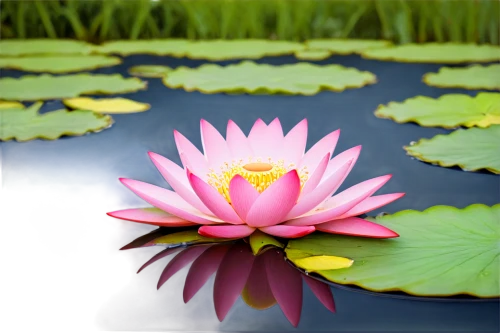 lotus on pond,lotus flowers,water lily flower,sacred lotus,pink water lily,lotus pond,waterlily,water lotus,lotus flower,water lily,lotus plants,lotus blossom,pond flower,large water lily,pink water lilies,flower of water-lily,lotuses,lotus ffflower,lotus png,nymphaea,Photography,Artistic Photography,Artistic Photography 11