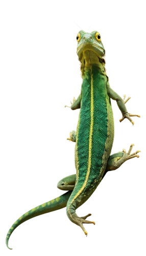 emerald lizard,green crested lizard,green iguana,green lizard,european green lizard,malagasy taggecko,day gecko,ring-tailed iguana,patrol,iguanidae,dragon lizard,cyclura nubila,iguana,eastern water dragon lizard,panther chameleon,meller's chameleon,chameleon,green dragon,common chameleon,eleutherodactylus,Photography,Fashion Photography,Fashion Photography 14