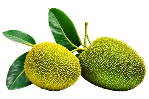 durian seed,breadfruit,jackfruit,annona,durian,artocarpus,aegle marmelos,kaki fruit,mangifera,asian pear,kiwi lemons,pitahaja,pitahaya,cocos nucifera,artocarpus odoratissimus,avacado,kelapa,salak,oleaceae,limonana,Conceptual Art,Daily,Daily 14