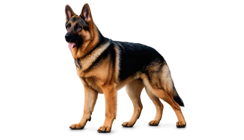 german shepherd,german shepherd dog,king shepherd,belgian shepherd malinois,shiloh shepherd dog,belgian shepherd,belgian shepherd dog,gsd,schutzhund,alsatian,malinois,giant dog breed,a police dog,old german shepherd dog,dog breed,dog pure-breed,german shepards,dobermann,norwegian buhund,police dog,Conceptual Art,Graffiti Art,Graffiti Art 06