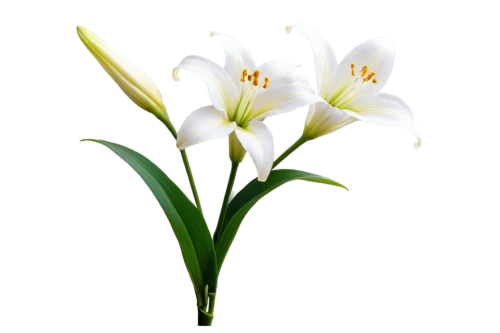 easter lilies,flowers png,tulip white,white lily,madonna lily,lilium candidum,lilies,lillies,tulipa,lilies of the valley,lily flower,white trumpet lily,triplet lily,sego lily,white floral background,turkestan tulip,flower background,stargazer lily,siberian fawn lily,avalanche lily,Conceptual Art,Fantasy,Fantasy 29