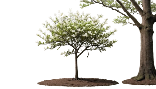 ordinary boxwood beech trees,siberian elm,3d model,trees with stitching,ordinary robinia,smaller tree,small tree,reconstruction,dwarf tree,walnut trees,flourishing tree,robinia,3d modeling,argan trees,cardstock tree,ornamental tree,tree species,saplings,3d rendering,terminalia catappa,Photography,Documentary Photography,Documentary Photography 07