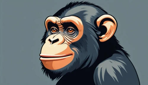 common chimpanzee,chimpanzee,chimp,ape,gorilla,primate,bonobo,great apes,vector illustration,monkey,orangutan,primates,macaque,siamang,the monkey,celebes crested macaque,cercopithecus neglectus,vector graphics,baboon,anthropomorphized animals