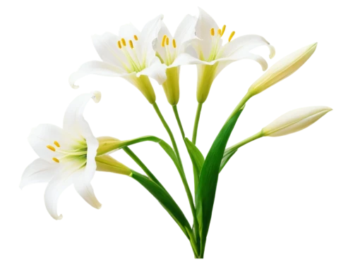 easter lilies,flowers png,tulip white,white lily,madonna lily,lilium candidum,tulipa,sego lily,white trumpet lily,tuberose,white tulips,jonquils,turkestan tulip,lilies of the valley,freesias,lillies,ornithogalum,white floral background,tulpenbüten,avalanche lily,Art,Classical Oil Painting,Classical Oil Painting 30