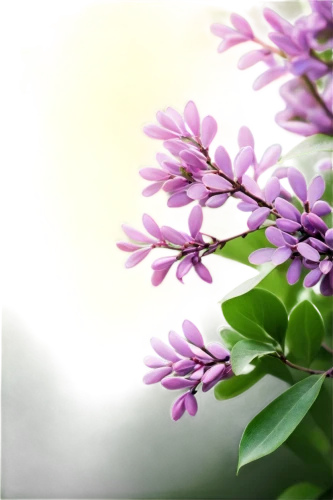 small-leaf lilac,lilacs,flowers png,common lilac,lilac branch,lilac flower,lilac flowers,syringa,golden lilac,lilac branches,lilac tree,white lilac,lilac blossom,flower background,spring background,floral digital background,tuberose,lilac bouquet,syringa vulgaris,butterfly lilac,Conceptual Art,Fantasy,Fantasy 10