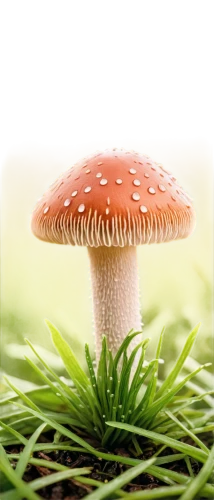 champignon mushroom,medicinal mushroom,lingzhi mushroom,mushroom landscape,edible mushroom,anti-cancer mushroom,amanita,forest mushroom,small mushroom,toadstool,mushroom type,edible mushrooms,mushroom,agaricaceae,club mushroom,agaric,fungus,mushroom hat,toadstools,mushrooming,Conceptual Art,Fantasy,Fantasy 16