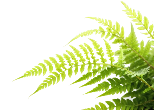 ostrich fern,fern plant,ferns,fern leaf,fern fronds,fern,leaf fern,ferns and horsetails,leucaena,frond,norfolk island pine,acacia,tree ferns,young frond,green wallpaper,green foliage,eastern hemlock,fir fronds,phyllanthus family,citronella,Conceptual Art,Daily,Daily 03