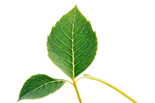 bay-leaf,foliage leaf,walnut leaf,fig leaf,custody leaf,round leaved liverleaf,mape leaf,leaves,leaf vegetable,thick-leaf plant,fan leaf,bay leaf,chestnut leaf,terminalia catappa,young leaf,leaf,tulsi seeds,tulsi,magnolia leaf,stevia rebaudiana,Illustration,American Style,American Style 15