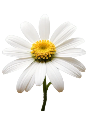 leucanthemum,the white chrysanthemum,marguerite daisy,white chrysanthemum,oxeye daisy,shasta daisy,ox-eye daisy,camomile flower,common daisy,leucanthemum maximum,flannel flower,mayweed,marguerite,daisy flower,wood daisy background,flowers png,perennial daisy,white cosmos,white daisies,chrysanthemum background,Conceptual Art,Graffiti Art,Graffiti Art 12