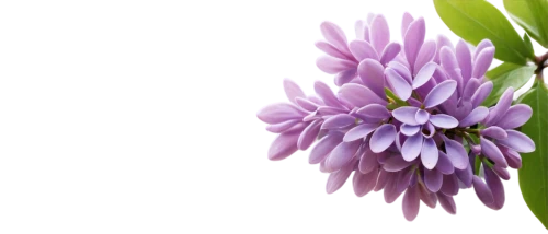 flowers png,india hyacinth,graph hyacinth,hyacinths,hyacinth,small-leaf lilac,agapanthus,lilac flower,common lilac,allium,allium sativum,tuberose,grape hyacinths,lilacs,grape hyacinth,blue grape hyacinth,flower background,grape-hyacinth,flower illustrative,crown chakra flower,Illustration,Children,Children 03