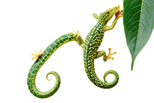 anahata,green tree snake,malagasy taggecko,emerald lizard,green snake,rod of asclepius,green dragon,day gecko,sri lanka,morelia viridis,basilisk,green lizard,quetzal,iguanidae,tree snake,green mamba,elegans,patrol,iguania,quamoclit lobata,Art,Artistic Painting,Artistic Painting 07