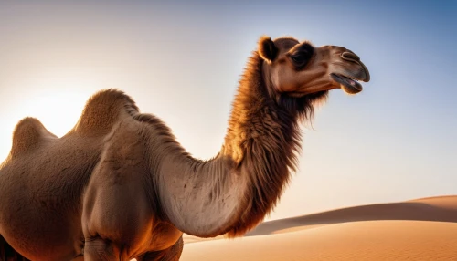 arabian camel,dromedaries,dromedary,male camel,camels,two-humped camel,camel,camelid,bactrian camel,camelride,shadow camel,libyan desert,merzouga,desert safari dubai,sahara desert,sahara,arabian,humps,bedouin,camel caravan,Photography,Fashion Photography,Fashion Photography 10