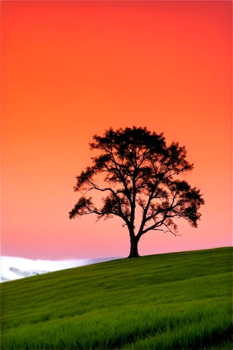 lone tree,isolated tree,landscape background,red tree,landscape red,bare tree,landscape photography,tree silhouette,flourishing tree,background view nature,the japanese tree,tree,a tree,colorful tree of life,nature landscape,celtic tree,painted tree,colorful background,tangerine tree,small tree,Illustration,Black and White,Black and White 12