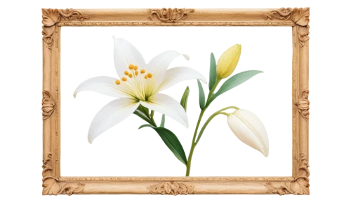 madonna lily,easter lilies,white lily,tulip white,floral and bird frame,flowers png,floral silhouette frame,flowers frame,ornithogalum,botanical frame,avalanche lily,gold foil art deco frame,siberian fawn lily,white trumpet lily,flower frame,floral frame,frame flora,lilium candidum,fawn lily,tuberose,Art,Artistic Painting,Artistic Painting 09