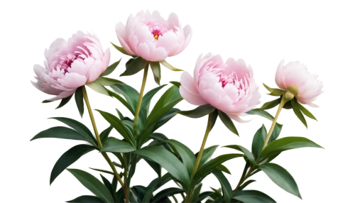 tulipa,flowers png,pink tulips,tulip background,siam tulip,tulipa humilis,pink lisianthus,peony pink,tulip flowers,tulipa tarda,turkestan tulip,tulip magnolia,pink tulip,tulip white,peonies,tulips,tulpenbaum,two tulips,magnoliengewaechs,peony,Conceptual Art,Sci-Fi,Sci-Fi 14