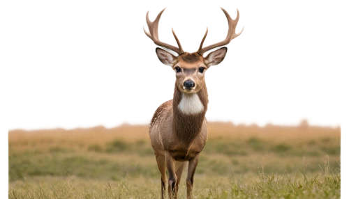 male deer,white-tailed deer,whitetail buck,fallow deer,pere davids male deer,fallow deer group,european deer,whitetail,sika deer,red deer,mule deer,cervus elaphus,kudu,roe deer,kudu buck,blackbuck,young-deer,buck antlers,antler velvet,barren ground caribou,Illustration,Realistic Fantasy,Realistic Fantasy 05