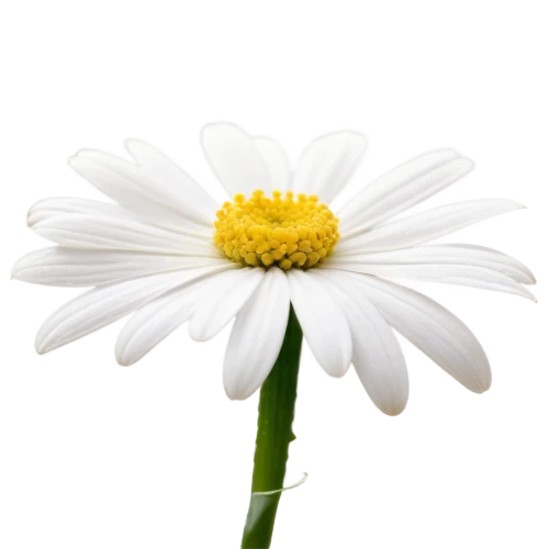 leucanthemum,marguerite daisy,the white chrysanthemum,white chrysanthemum,oxeye daisy,shasta daisy,common daisy,ox-eye daisy,leucanthemum maximum,flowers png,daisy flower,wood daisy background,mayweed,camomile flower,perennial daisy,flannel flower,marguerite,white daisies,daisy flowers,bellis perennis,Illustration,Paper based,Paper Based 08