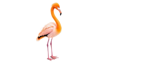 greater flamingo,flamingo couple,flamingo,two flamingo,pink flamingo,flamingo with shadow,cuba flamingos,bird png,flamingos,flamingo pattern,crane-like bird,flamingoes,grey neck king crane,lawn flamingo,stork,pink flamingos,bird,bird photography,orange beak,tropical bird climber,Art,Classical Oil Painting,Classical Oil Painting 21