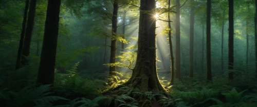 foggy forest,old-growth forest,forest dark,holy forest,forest tree,germany forest,forest floor,the forest,forest,tropical and subtropical coniferous forests,fir forest,elven forest,fairy forest,forests,forest landscape,green forest,coniferous forest,enchanted forest,forest of dreams,mixed forest