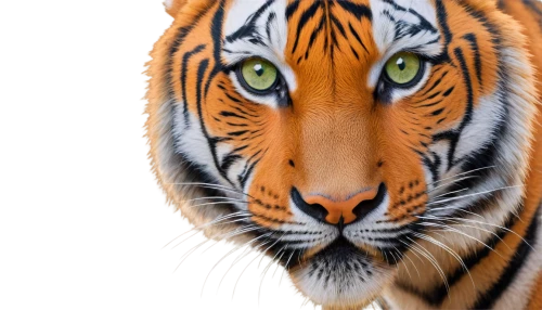 tiger png,a tiger,tiger,asian tiger,sumatran tiger,bengal tiger,tiger head,tigers,tigerle,siberian tiger,bengal,animal portrait,young tiger,tiger cat,chestnut tiger,bengalenuhu,royal tiger,glass painting,tigger,toyger,Illustration,Paper based,Paper Based 10