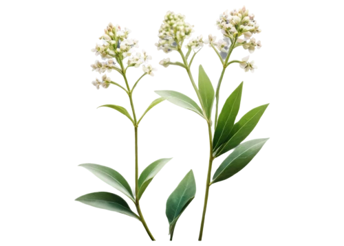 veratrum,eucomis,plantago,pontederia,gentiana,flowers png,tuberose,scaphosepalum,striped squill,cherry laurel,lily of the desert,melissa officinalis,small-leaf lilac,ornithogalum umbellatum,lily of the field,ceratostylis,greek valerian,fernleaf lavender,pineapple lily,citronella,Illustration,Abstract Fantasy,Abstract Fantasy 18